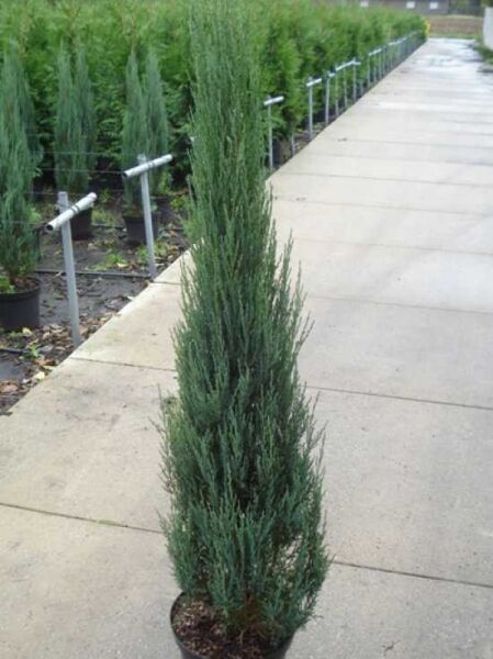 Blauer Raketen-Wacholder / Blauer Raketen-Wacholder