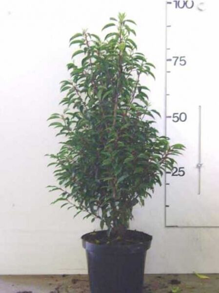 Portugiesischer Kirschlorbeer / Prunus lusitanica 'Angustifolia'