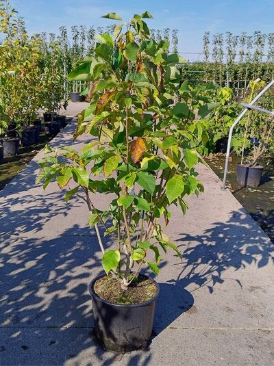 Magnolia ’Oriental Night‘ / Magnolie ’Oriental Night‘, 100–125 cm, im C20-Container, mehrtriebig mit grünem Laub.