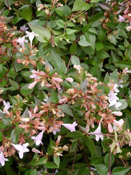 Abelia grandiflora / Großblumige Abelie