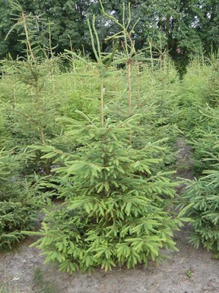 Picea omorika (Serbische Fichte, Omorika-Fichte) 225-250 cm mit Db., schlanker Nadelbaum mit dichtem, kegelförmigem Wuchs