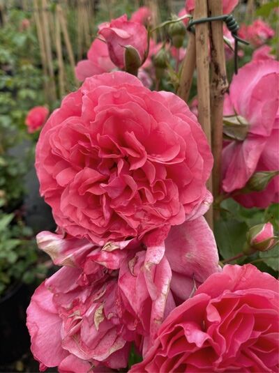 Rosa 'Rosarium Uetersen ®' / Kletterrose 'Rosarium Uetersen' mit großen, gefüllten, rosafarbenen Blüten am Rankgerüst