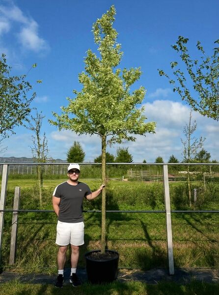 Eschen-Ahorn Acer negundo 'Aureomarginatum' Hochstamm 14-16 StU im Container, Stamm mit Krone und grün-gelb panaschierten Blättern.