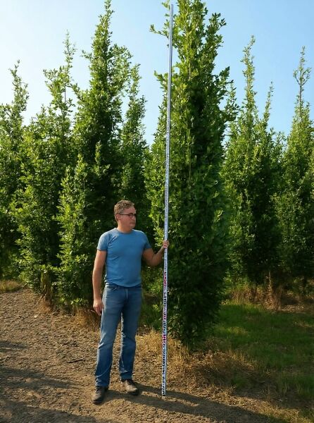 Quercus robur 'Fastigiata Koster' / Säulen-Eiche 400-450 cm m. Db., schlanker, aufrechter Baum mit grünem Laub in Baumschule