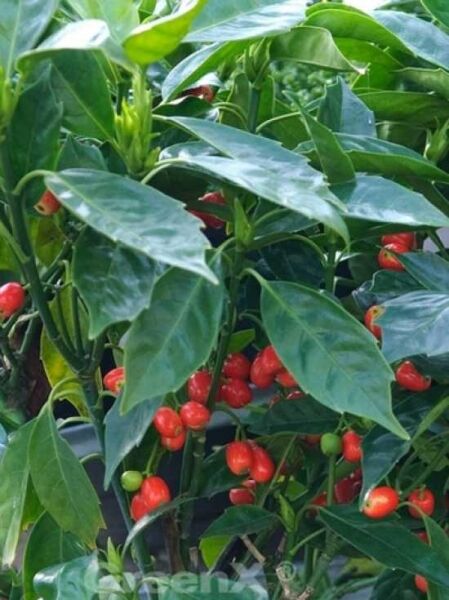 Japanische Aukube 'Rozannie' / Goldorange / Aucuba japonica 'Rozannie'