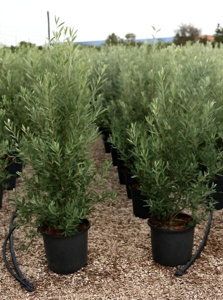 Olea europaea (Olivenbaum/Echter Ölbaum) 125-150 cm, C25: mehrstämmige Jungpflanze im Topf mit schmalen, graugrünen Blättern