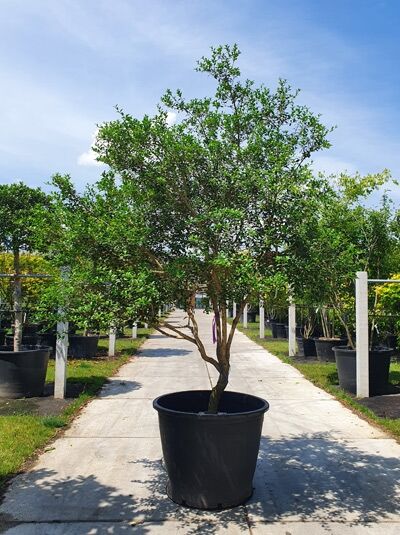 Osmanthus burkwoodii Frühlings-Duftblüte, Schirmform, im Pflanzcontainer, ca. 250–300 cm hoch, 200 cm breit