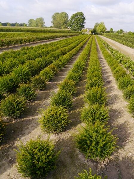 Heimische Eibe 'Kugel' / Taxus baccata 'Kugel'