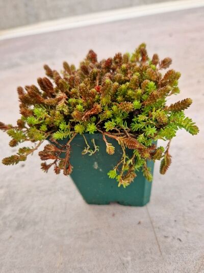 Milder Mauerpfeffer 'Weiße Tatra' / Milder Mauerpfeffer 'Weiße Tatra'