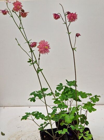 Kurzspornige Akelei (Aquilegia vulgaris 'Rose Barlow') im Topf P9 mit rosa, gefüllten Blüten und grünem Laub.