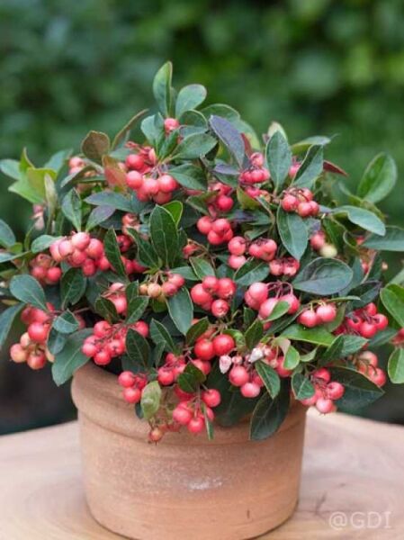 Gaultheria procumbens / Niedrige Scheinbeere