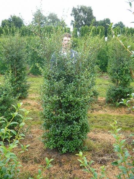 Osmanthus burkwoodii / Frühlings-Duftblüte 175-200 cm m. Db., aufrechter immergrüner Strauch mit dichtem, dunkelgrünem Laub