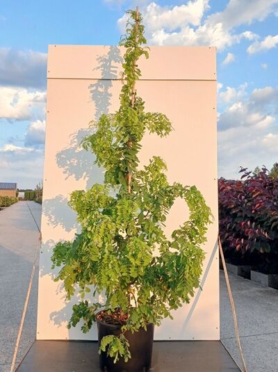 Zwerg-Korkenzieher-Robinie - Robinia pseudoacacia 'Twisty Baby'