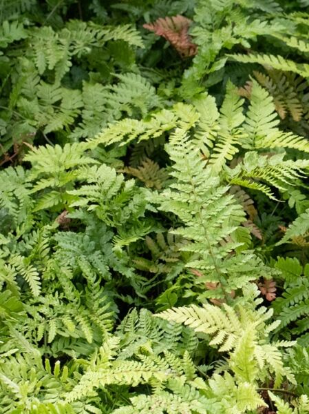 Dryopteris erythrosora var. prolifera / Rotschleier-Farn