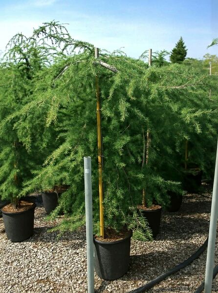 Hänge-Himalaja-Zeder (Cedrus deodara 'Pendula'), 125–150 cm, C50 Solitär im Container mit überhängenden Zweigen und Nadeln.