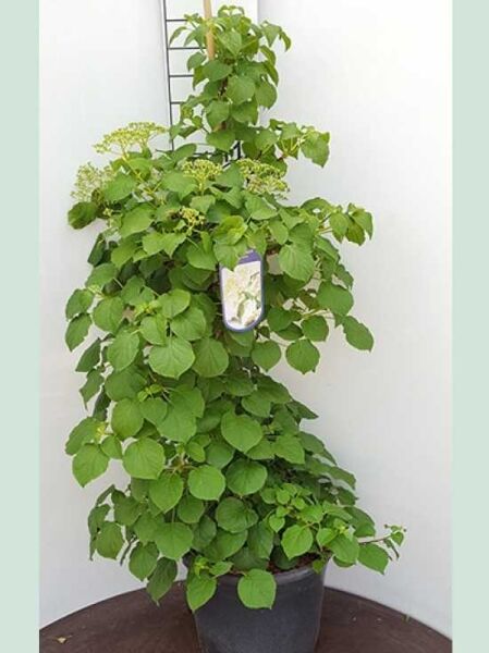 Kletter-Hortensie / Hydrangea anomala petiolaris