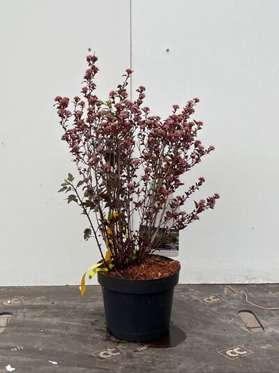 Physocarpus opulifolius 'Little Devil ®' / Blasenspiere 'Little Devil' 30-40 cm C3, buschiger Strauch im Topf mit dunkelrotem Laub