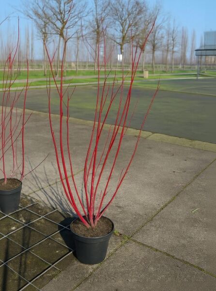 Weißbunter Hartriegel „Elegantissima“ (Cornus alba 'Elegantissima'), 125–150 cm, C20, im Topf mit roten Trieben ohne Laub