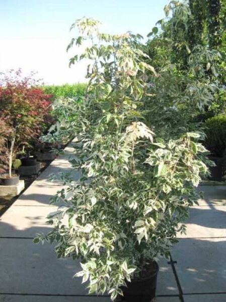 Flamingo-Ahorn (Acer negundo 'Flamingo') 175–200 cm im C35-Container, mehrstämmiger Strauch mit panaschierten, grün-weißen Blättern.