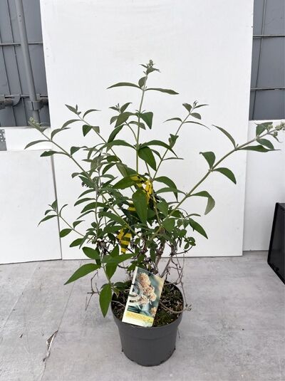 Sommerflieder &#039;Sungold&#039; / Schmetterlingsstrauch &#039;Sungold&#039; / Buddleja weyeriana &#039;Sungold&#039;