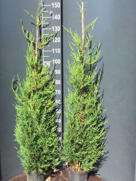 Grüne Bastardzypresse '2001' (Cupressocyparis leylandii '2001'), zwei Pflanzen im Topf, Größe 125–150 cm, C4.