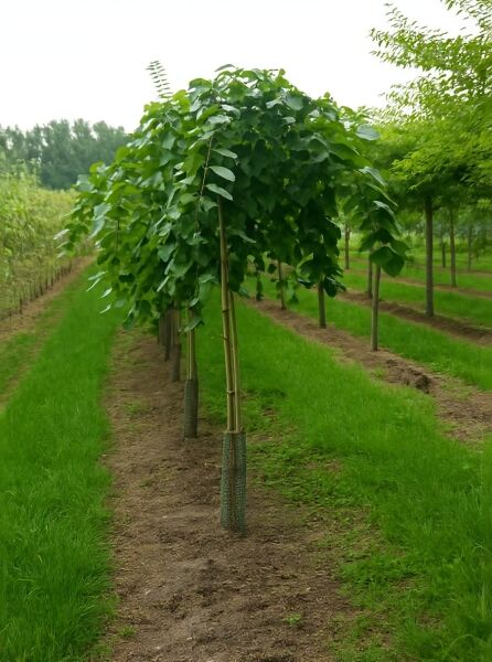Ulmus glabra 'Camperdownii' Lauben-Ulme, Camperdown-Ulme Hochstamm 16-18 StU mit dicht hängender Krone und grünem Laub
