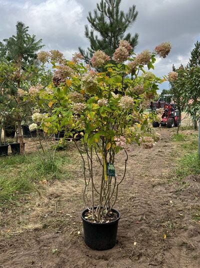Limonenfarbene Rispen-Hortensie 150 cm 'Schirmform'  / Limonenfarbene Rispen-Hortensie 150 cm 'Schirmform' 