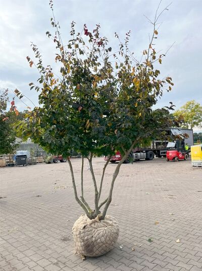 Eisenholzbaum / Parrotie 325-350 cm schirmform / Parrotia persica (1577283)