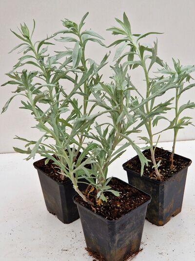 Silberraute 'Valerie Finnis' (Artemisia ludoviciana 'Valerie Finnis') im P9-Topf, graugrüne, schmale Blätter, mehrere aufrechte Triebe.