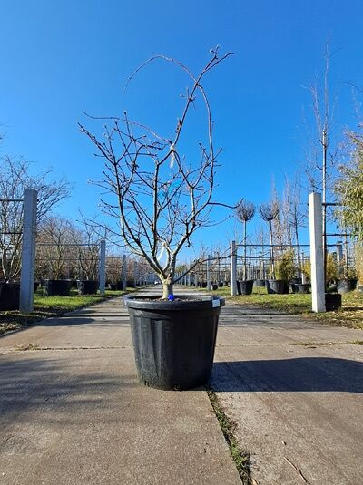 Eisenhutblättriger Ahorn 125-150 cm / Acer japonicum 'Aconitifolium' (874417)