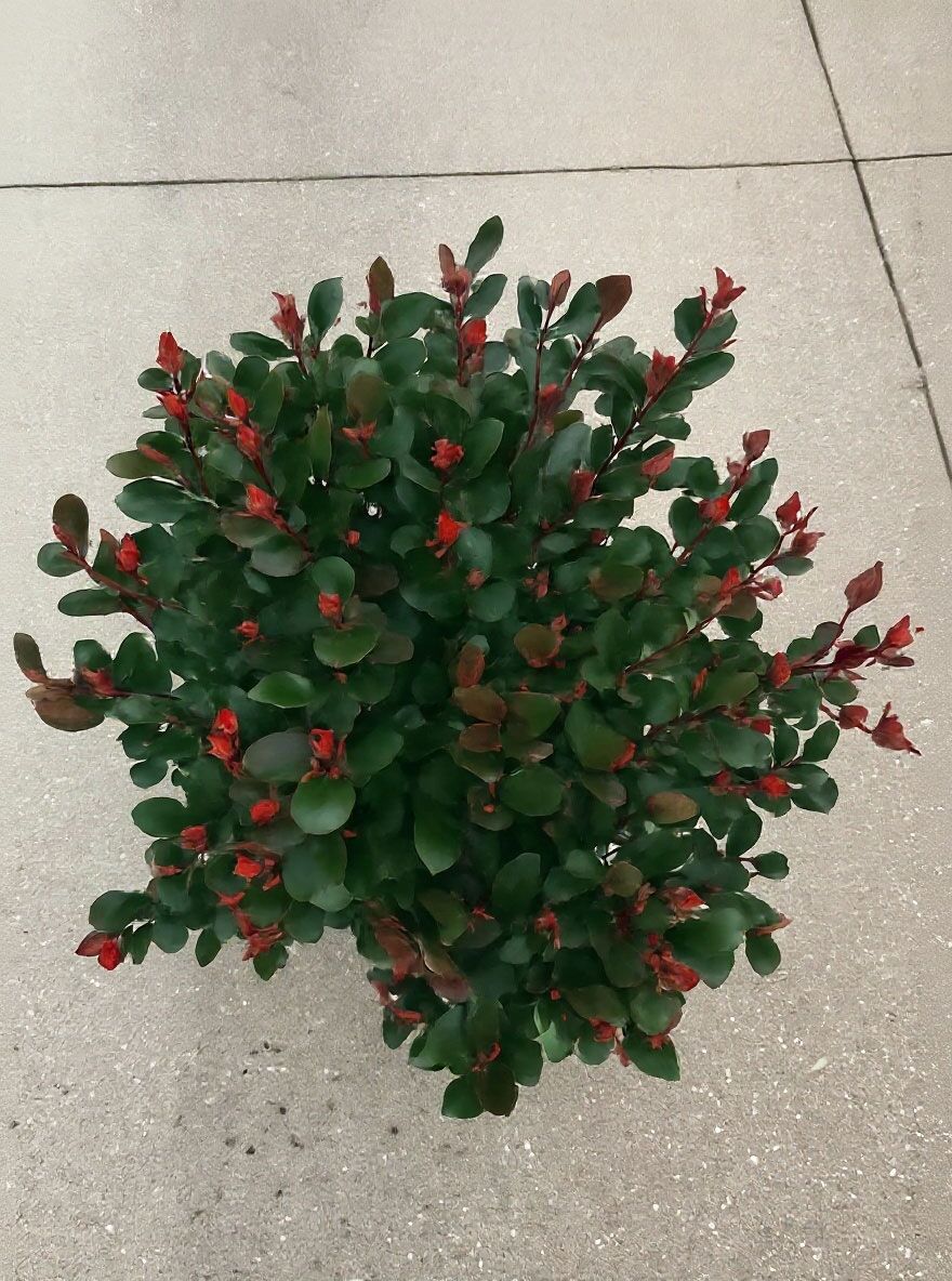 Zwerg-Glanzmispel 'Little Red Robin' - Photinia fraseri 'Little Red Robin'