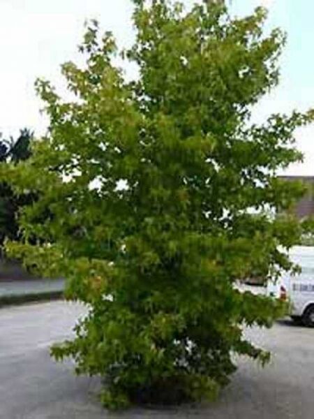 Amberbaum 'HochstammSpalier' H120 B180 T10 (Stamm 200 cm)
