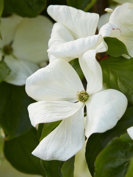 Japanischer Blumen-Hartriegel &#039;Venus&#039;® / Blumen-Hartriegel &#039;Venus&#039;® / Cornus &#039;Venus&#039;®