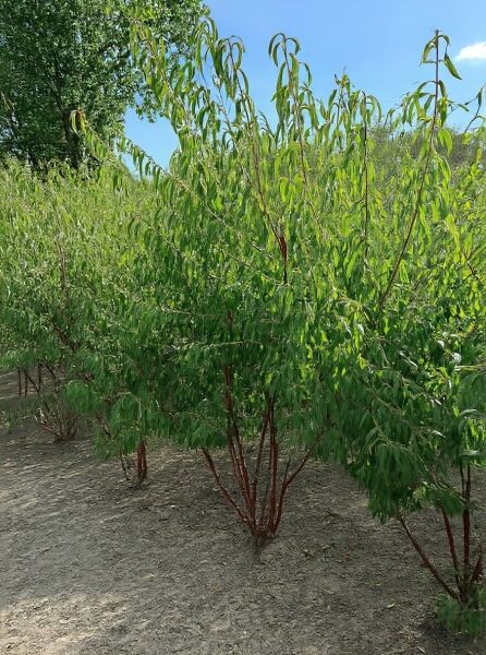 Prunus serrula (Mahagoni-Kirsche, Tibetanische Berg-Kirsche) mehrstämmig 250–300 cm m.Db., Baum mit grünen Blättern