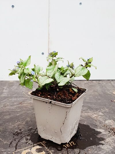 Brunnera macrophylla 'Silver Wings ®' (Geflecktes Kaukasus-Vergissmeinnicht) im P9-Topf mit silbrig gemusterten Blättern und blauen Blüten.