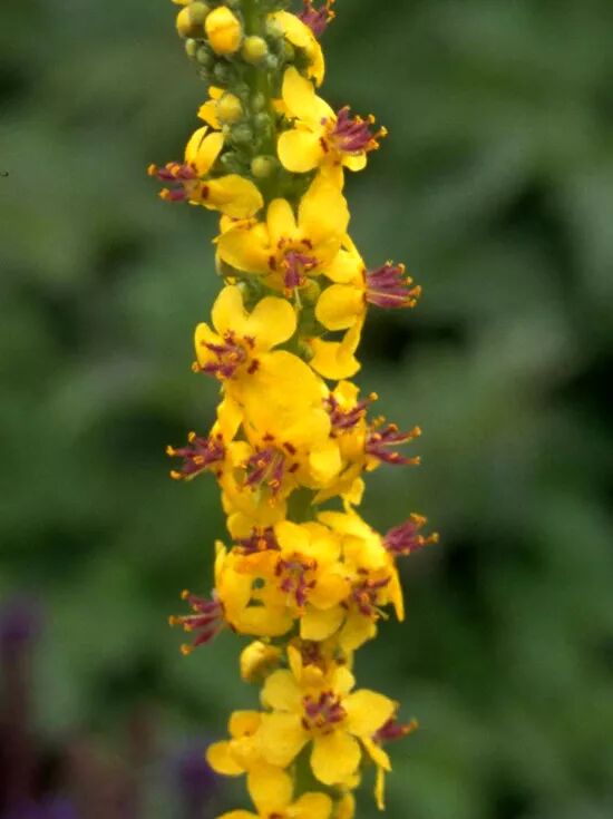 Großblütige Königskerze / Verbascum densiflorum
