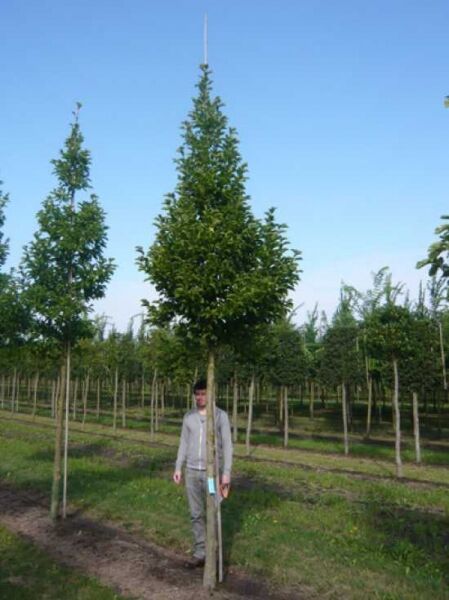 Magnolia kobus (Kobus-Magnolie) Hochstamm 20-25 StU m. Db., schlanker Stamm mit aufrechter, dicht belaubter Krone in Baumschule