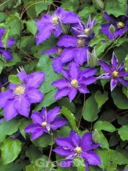 Clematis Hybride 'Lasurstern' / Waldrebe 'Lasurstern'