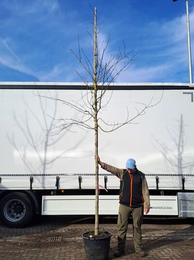 Zoeschener Ahorn 'Annae' (Acer zoeschense 'Annae') Hochstamm 18-20 StU, laubfreier Baum im Container mit geradem Stamm