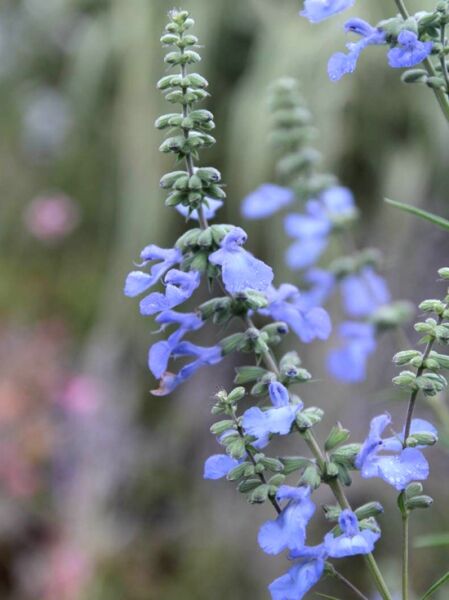 Spätherbst Salbei / Salvia azurea var.grandiflora
