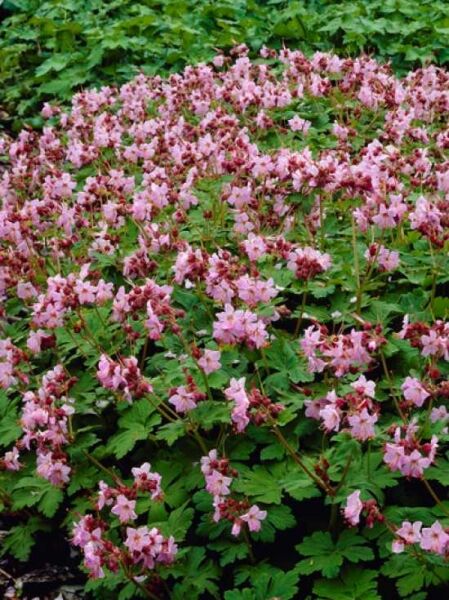 Balkan-Storchschnabel 'Ingwersen' / Geranium macrorrhizum 'Ingwersen'