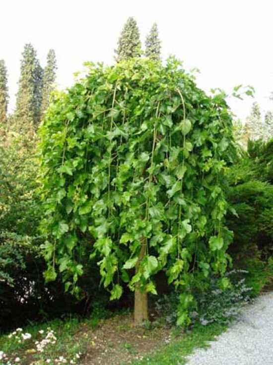 Hängender weißer Maulbeerbaum 'Pendula' / Morus alba 'Pendula' kaufen