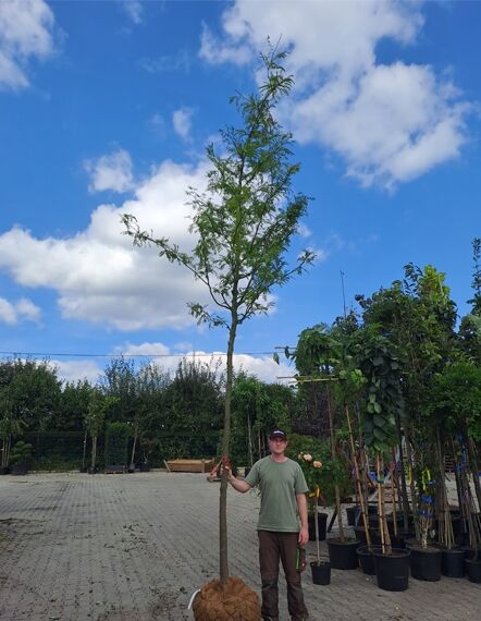 Gelber Lederhülsenbaum (Gleditsia triacanthos 'Spectrum') Hochstamm 14-16 StU mit Drahtballen, schlanker Stamm und lockere Krone
