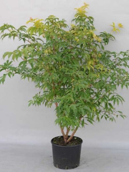 Sambucus racemosa 'Plumosa Aurea' / Farnblättriger Goldholunder 'Plumosa Aurea' 150-175 cm C20 im Topf mit grün-gelbem Laub