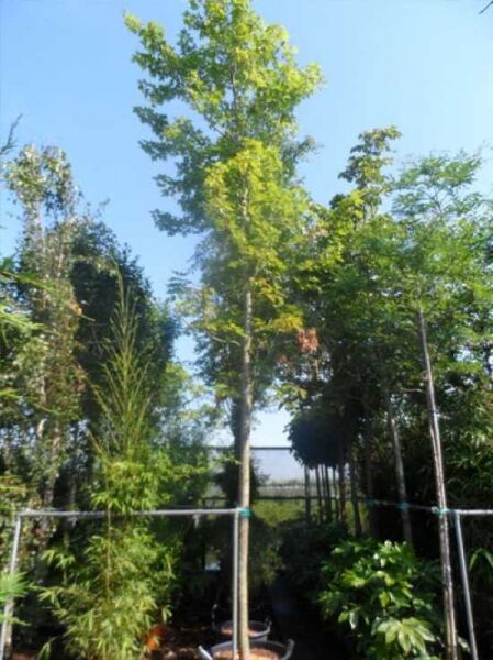 Rot-Ahorn Acer freemanii 'Autumn Blaze' Hochstamm 25-30 StU im Container, gerader Stamm mit lockerer Krone und grünem Laub.