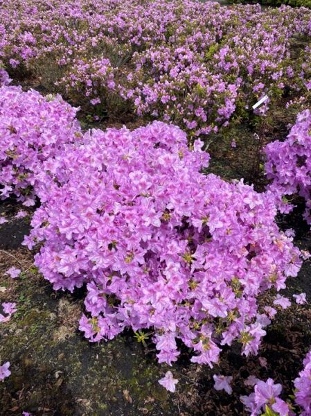 Japanische Azalee 'Ledikanense' (Rhododendron obtusum) Solitärstrauch mit zahlreichen rosavioletten Blüten, 70–80 cm Breite