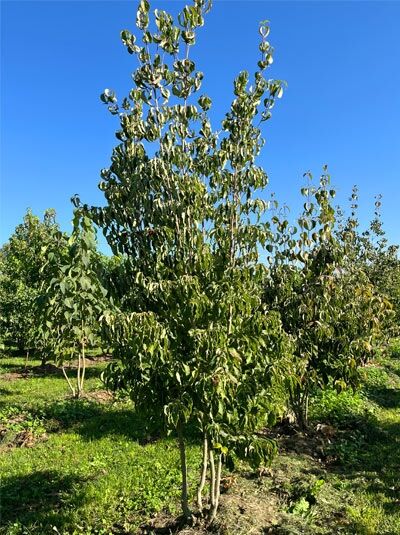 Japanischer Blumen-Hartriegel (Cornus kousa), mehrstämmig, ca. 250–300 cm, im Feld stehend mit grünem Laub.