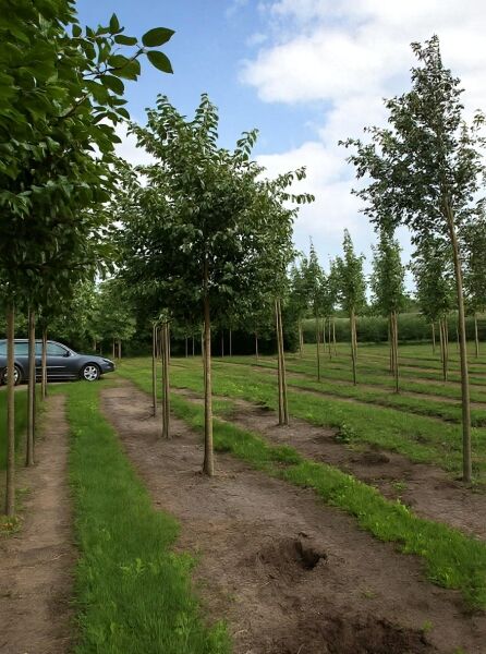 Prunus yedoensis / Tokio-Kirsche Hochstamm 25-30 StU m. Db., junger Baum mit Stamm und belaubter Krone auf Kulturfläche