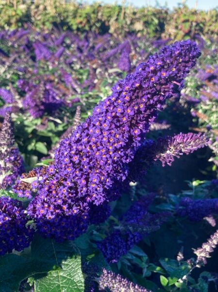 Sommerflieder '’Rocketstar Indigo‘® / Schmetterlingsstrauch ’Rocketstar Indigo’® / Buddleja davidii ’Rocketstar Indigo‘®
