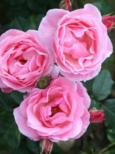 Rosa 'Queen Elizabeth ®' / Rose 'Queen Elizabeth'